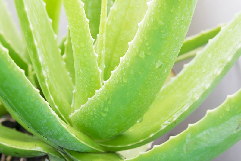 composição- do-durasil-Aloe-vera